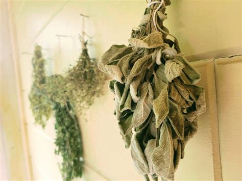 How to Harvest Sage: Tips for Optimal Preservation