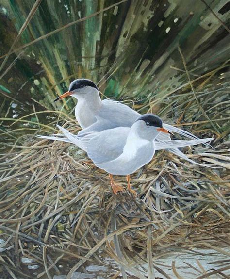 Sterne De Forster Sterna Forsteri Forster S Tern Flickr