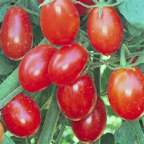 GRAPE TOMATO (I) – Fullerton College – Horticulture Department