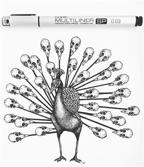 Peacock Anatomy