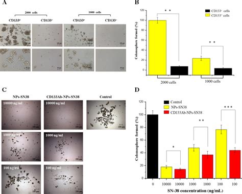 Figure 1 From Targeting Colorectal Cancer Stem Like Cells With Anti