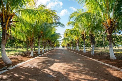 Road With Palm Trees By Sides Sunset Perspective Stock Vector