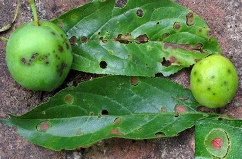 Plum Tree Treatments Most Common Diseases And Pests Of This Fruit Tree