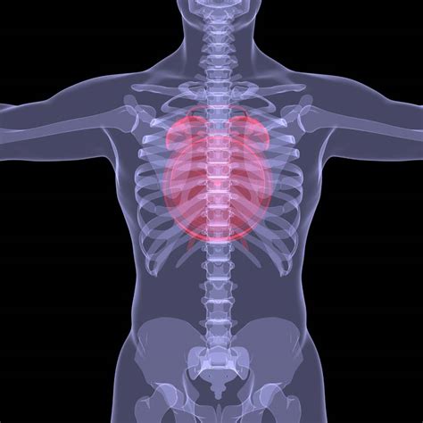 Gene That Controls the Internal Clock Discovered – Chronobiology.com