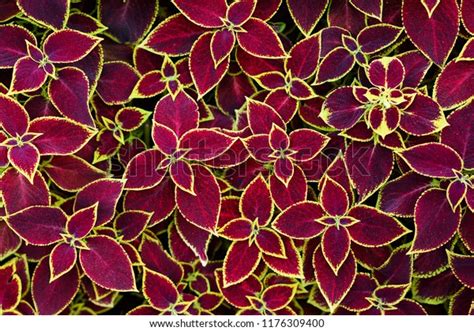 Coleus Flower Foliage Background Beautiful Perspective Stock Photo