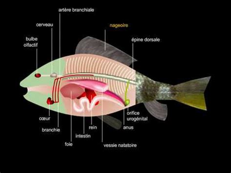 Douane Concession Gazeux Syst Me Digestif Du Poisson Impensable Charge