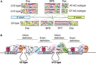 Frontiers At The Intersection Of Major And Minor Spliceosomes