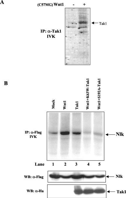 Wnt Activates The Tak Nemo Like Kinase Pathway Journal Of