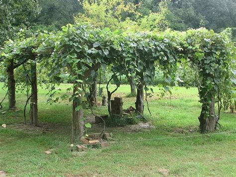 15 sturdy grape vine trellis ideas for your backyard arbor – Artofit