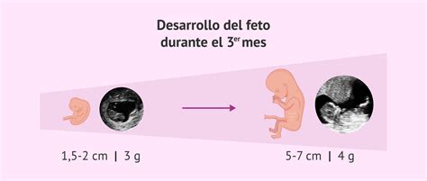 Cómo Calcular Semanas Meses Y Trimestres De Embarazo