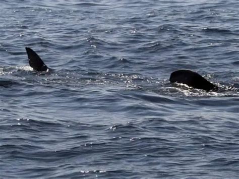 Turista Es Atacada Por Un Tibur N En Las Islas Gal Pagos