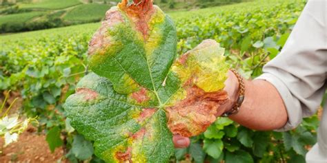 En Bourgogne le mildiou porte un coup sévère au bio La Revue du vin