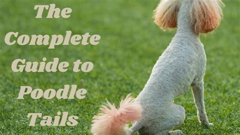 The Complete Guide To Poodle Tails Natural Docking Styles Length