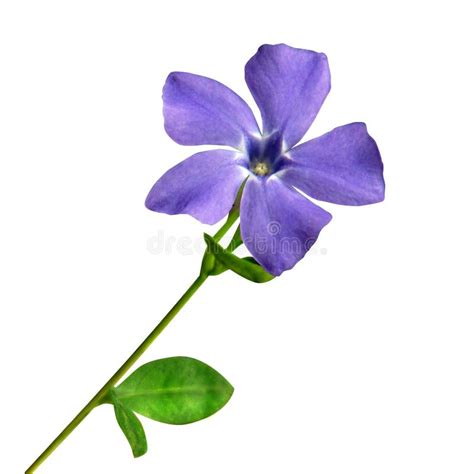 Small Periwinkle Isolated Stock Image Image Of Summer 14021567