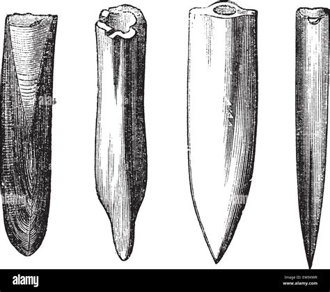 Belemnite Fossils Vintage Engraving Old Engraved Illustration Of Belemnite Fossils Showing