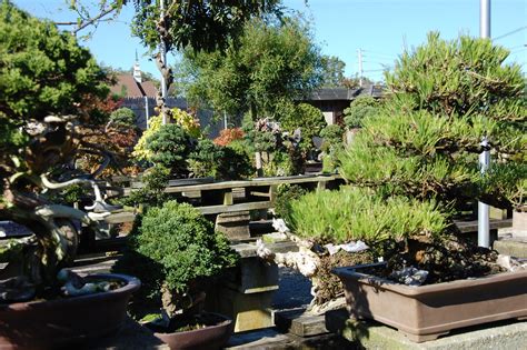 Visit With Suthin Minnesota Bonsai Society