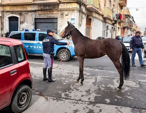 Stalle Abusive E Doping Per I Cavalli Operazione Della Polizia A