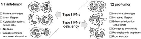 Frontiers The Essential Role Of Type I Interferons In Differentiation