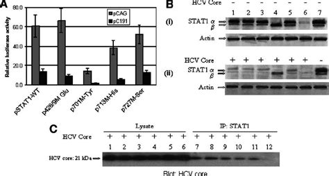 Hcv Core Associates With Point Mutant Stat A Full Length Stat