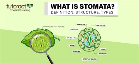 What Is Stomata Definition Structure Types