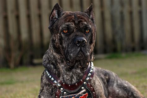 Cane Corso Romeo Taking His Guarding Duties Seriously Cane Corso Dog