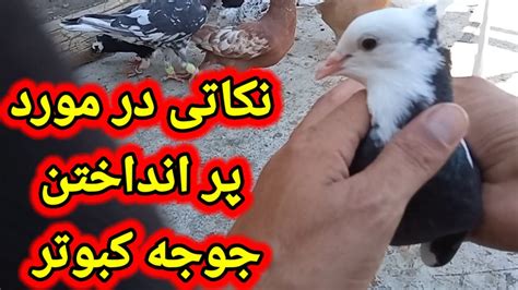 نحوه فهمیدن چند پره بودن جوجه کبوتر Youtube