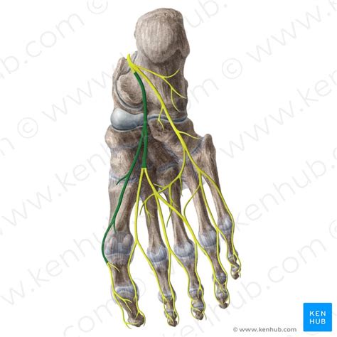 Talocalcaneonavicular Joint Bones Ligaments Movements Kenhub