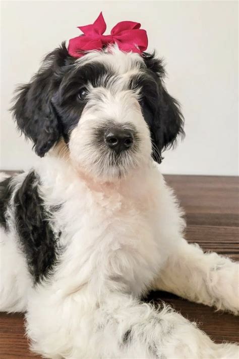 Aussiedoodle Generations Guide F1 F1b F1bb F2 F2b F2bb F3 Etc