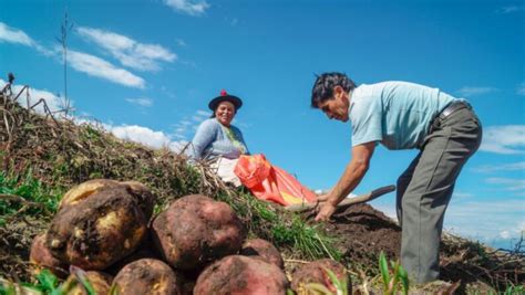 M S De Mil Agricultores Ayacuchanos Ya Cobraron El Subsidio Para