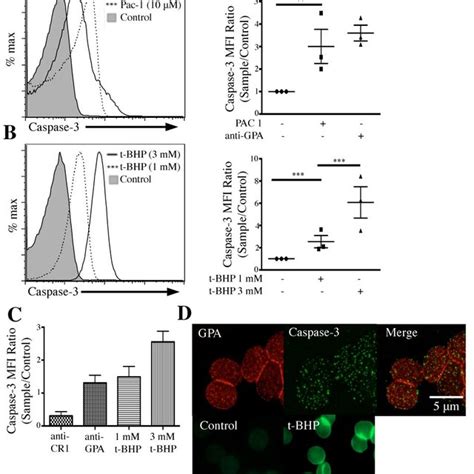 Gpa Ligation Induces Ros Dependent Caspase 3 Activation A Gpa Download Scientific Diagram