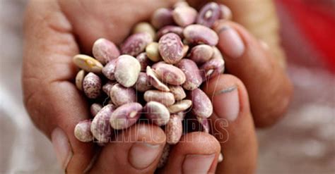 Hoy Tamaulipas Agricultura En Mexico Conoce El Frijol Flor De Mayo