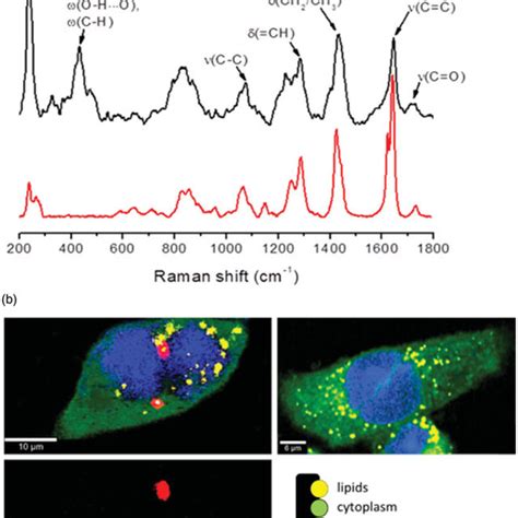 Confocal Raman Analyses A Raman Spectra Of Selol Red And Ncs Dox