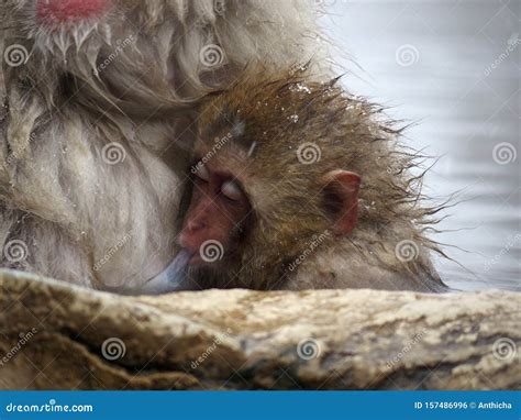 Cute Baby Snow Monkey Sucking Milk From Mom Inside Hot Springs While The Snow Falls In The