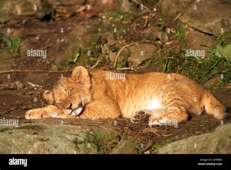 Lion Cub Sleeping Panthera Leo Stock Photo Alamy