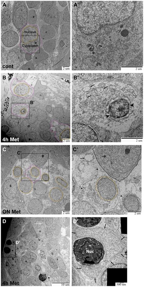 A,A’) Ganglia in 5) Individual cell indicated with nucleus (orange) and ...