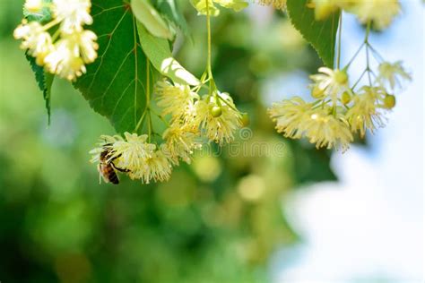 L Ape Del Miele Sul Tiglio Sbocciante Fiorisce Al Giorno Soleggiato In