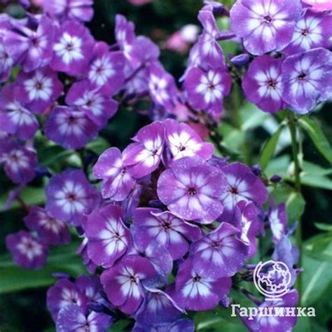 Флоксы. Описание. Классификация. Посадка и уход. Размножение. Селекция ...