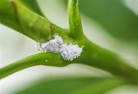 Consigli Per Eliminare Le Cocciniglie Dalle Piante Trucchi Casa E