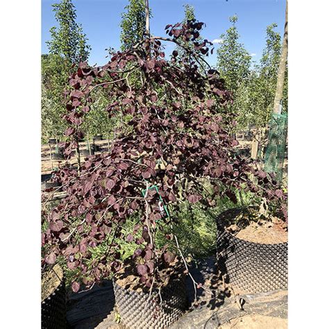 Cercis Canadensis Ruby Falls Majestic Trees