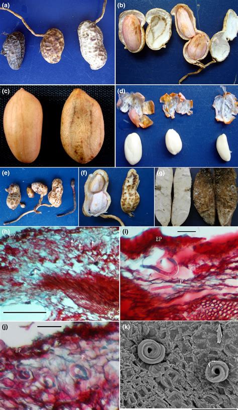 A New Stem Nematode Associated With Peanut Pod Rot In China