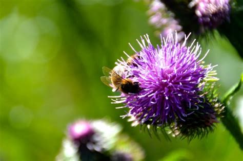 Poze natură plantă floare petală a inflori ghimpe verde