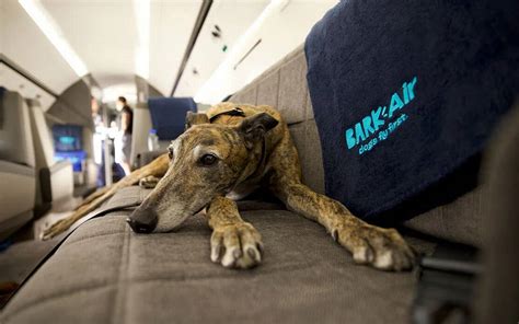 Bark Air la primera aerolínea para perros que está por iniciar