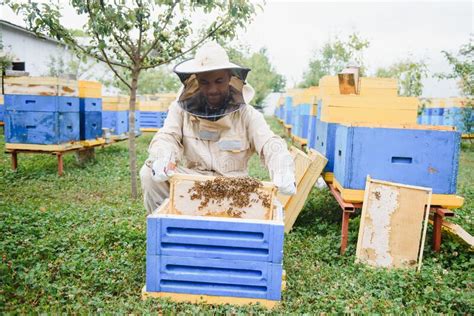 Apicultor No Trabalho Abelhas Em Voo Imagem De Stock Imagem De