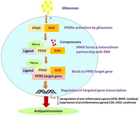 格列酮类药物通过 PPAR γ 激活 PGC 1α 信号传导抗帕金森症治疗的有希望的策略 ACS Chemical Neuroscience