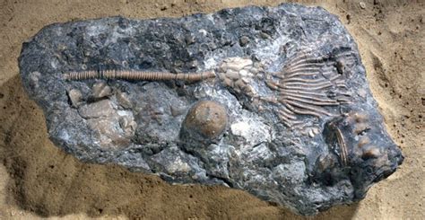 Descubre La Tafonom A Del F Sil Crinoids Su Proceso De Conservaci N