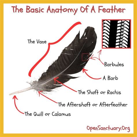 How Do Feathers Work And What Can They Tell You