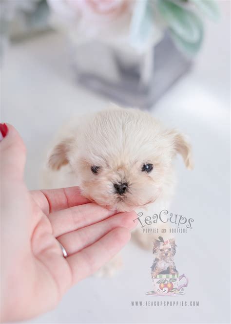 Black Maltese Poodle Designer Breed Puppies Teacup Puppies Boutique