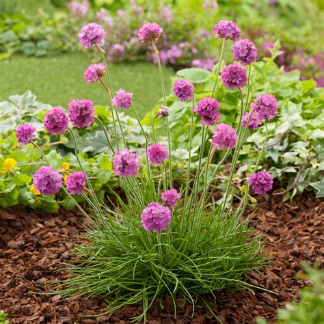 Armeria Maritima Splendens Thrift Sea Thrift Sea Pink Dobbies