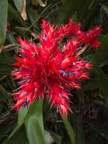 Brazilian Vaseplant Aechmea Distichantha Jim Robin Flickr