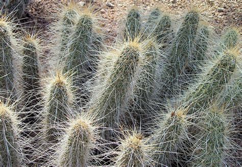 Cactus Espinoso Espinoso Cholla Desierto Espinas Cactus Fondo De